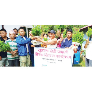 Orange and Coffee Farming Expands in Morang with Government Support