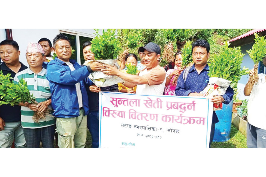 Orange and Coffee Farming Expands in Morang with Government Support