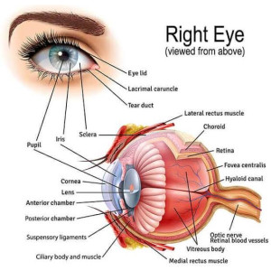 Nepal Launches Nationwide Programme to Strengthen Child Eye Health Services