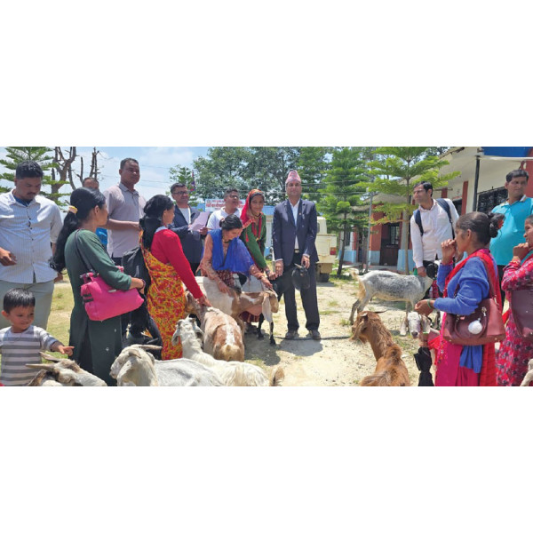 Goats Given to Poor Families to Help Keep Children in School