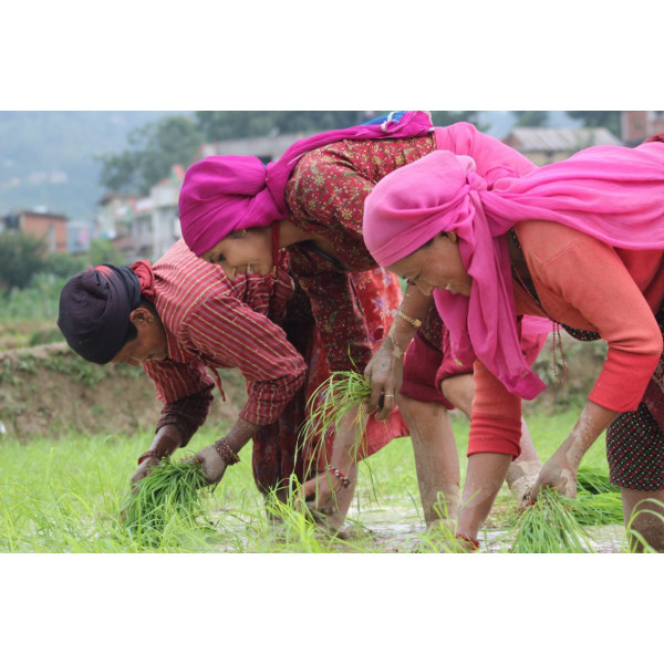 Planting Hope in the Mud: Nepal’s Rice Fields Come Alive Again