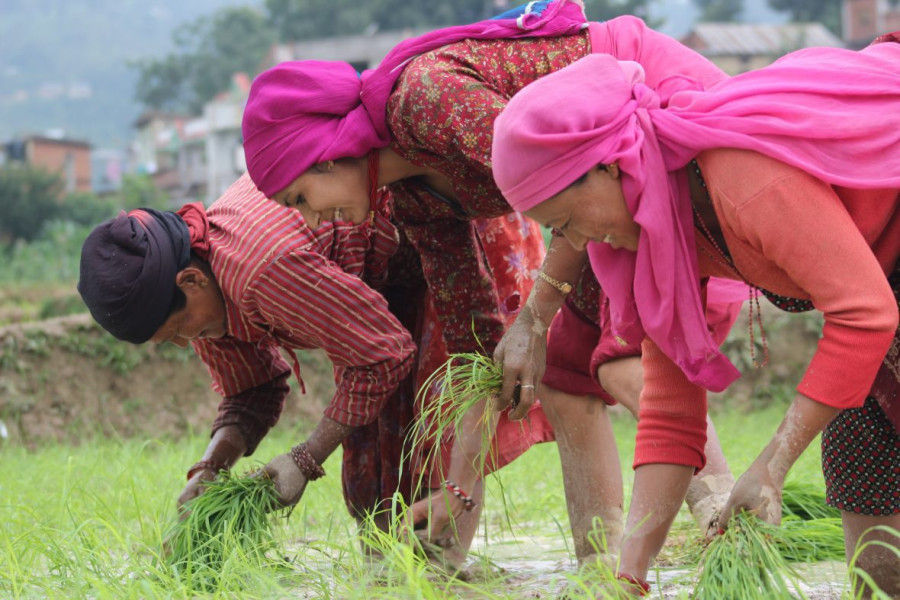 Planting Hope in the Mud: Nepal’s Rice Fields Come Alive Again