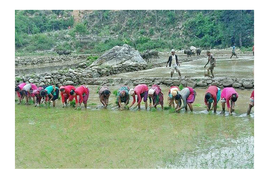 Rice Day Celebrates Self-Reliance, But Nepal Still Depends on Imported Seeds