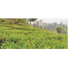 Nepali Tea Farmers Call for Expansion into Third-Country Markets Amid Export Disruptions