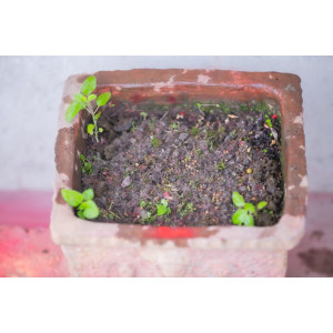 Devotees Celebrate Nirjala Ekadashi by Planting Sacred Tulsi Seeds Across Nepal