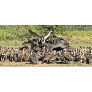 From Fear to Conservation Success: Jatayu Restaurant Revives Nepal’s Vulture Population