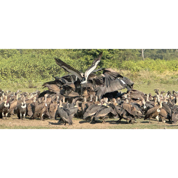 From Fear to Conservation Success: Jatayu Restaurant Revives Nepal’s Vulture Population
