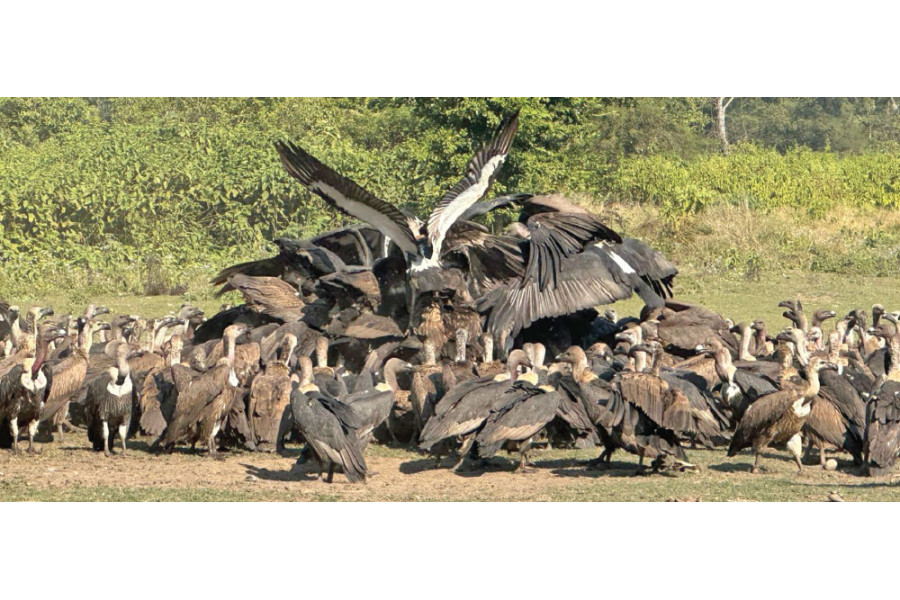 From Fear to Conservation Success: Jatayu Restaurant Revives Nepal’s Vulture Population