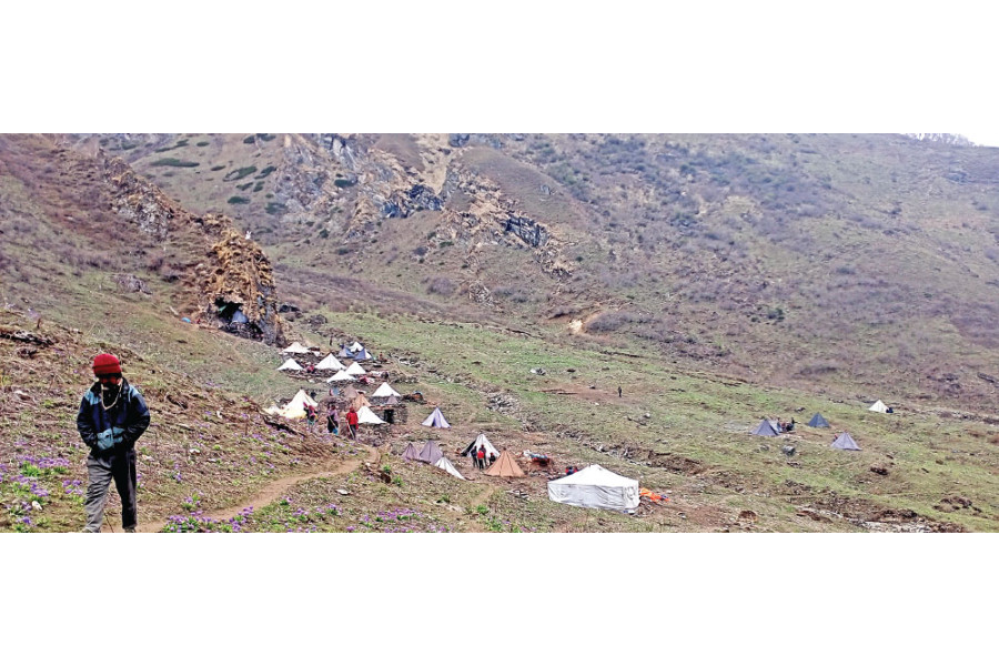 Yarsagumba Revenue Tops Rs 2.8 Million in Mugu Despite Declining Harvest